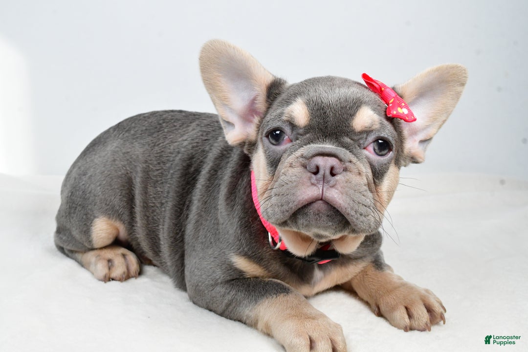 French Bulldog dogs for sale: Clover  - Ad 7
