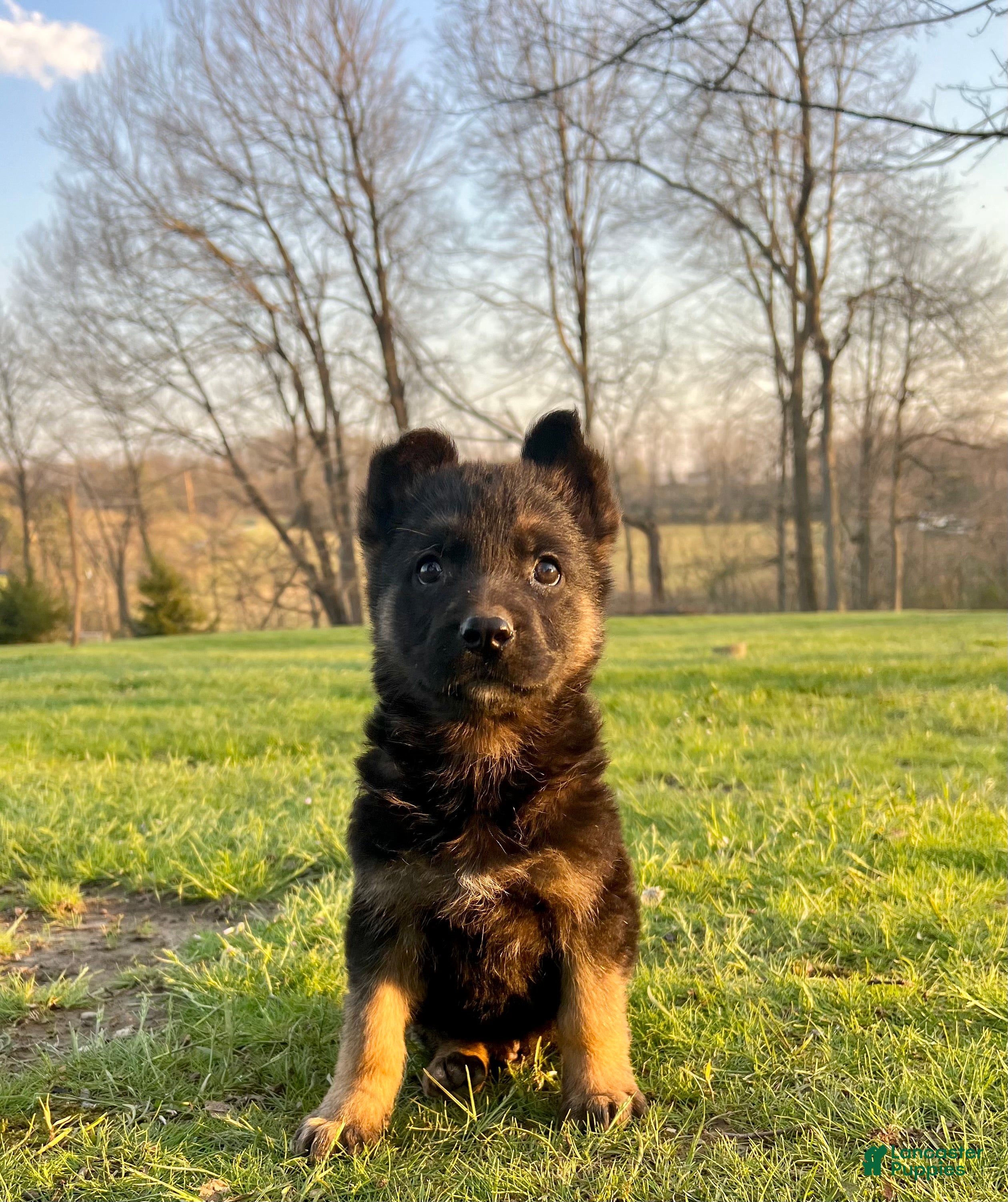 German Shepherd dogs Wesson - Ad 2