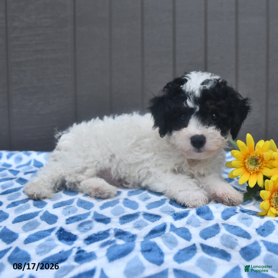 Bichpoo dogs Stuart - Ad 2