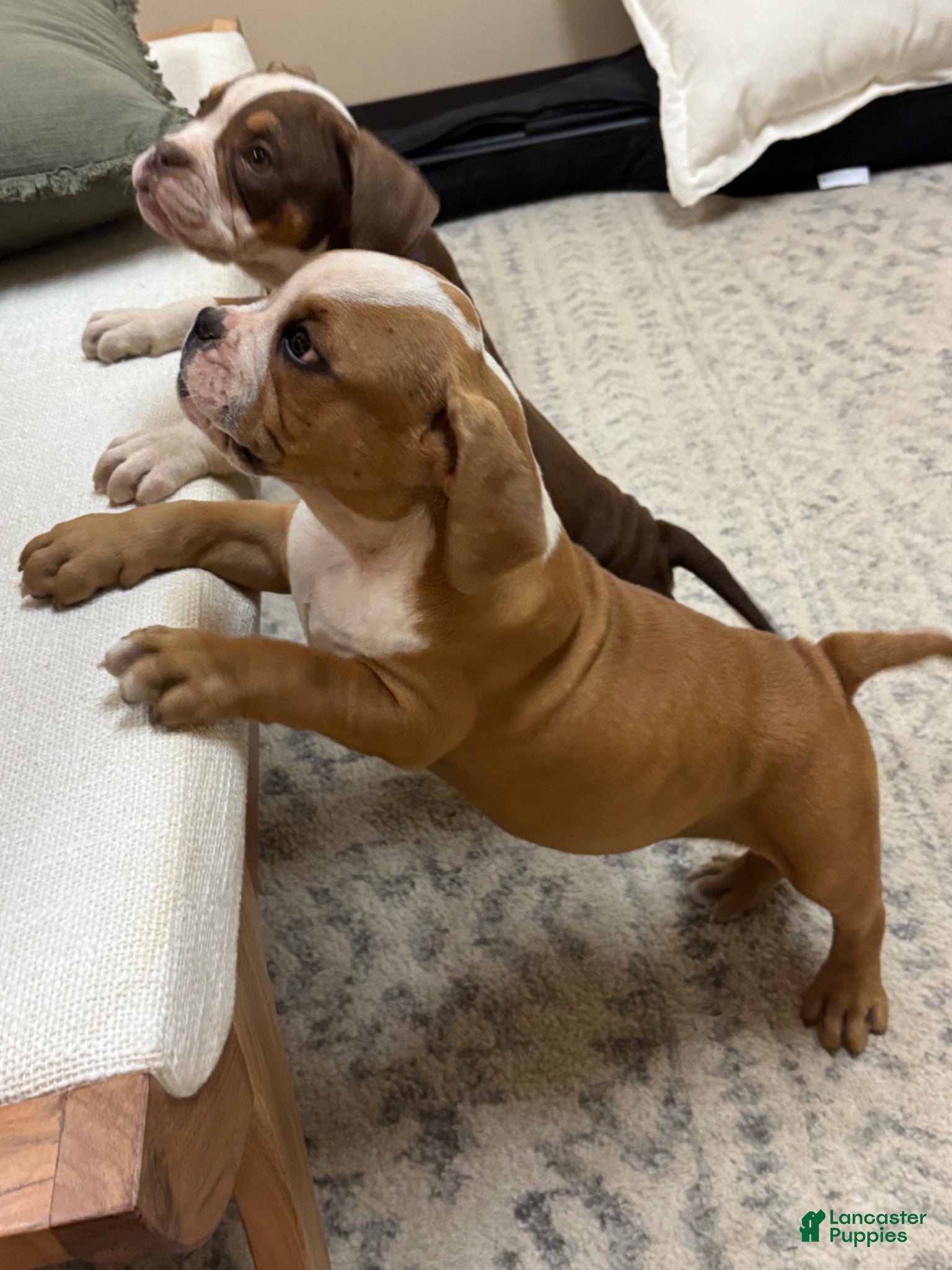 American Bully dogs American Bully 2 - Ad 38