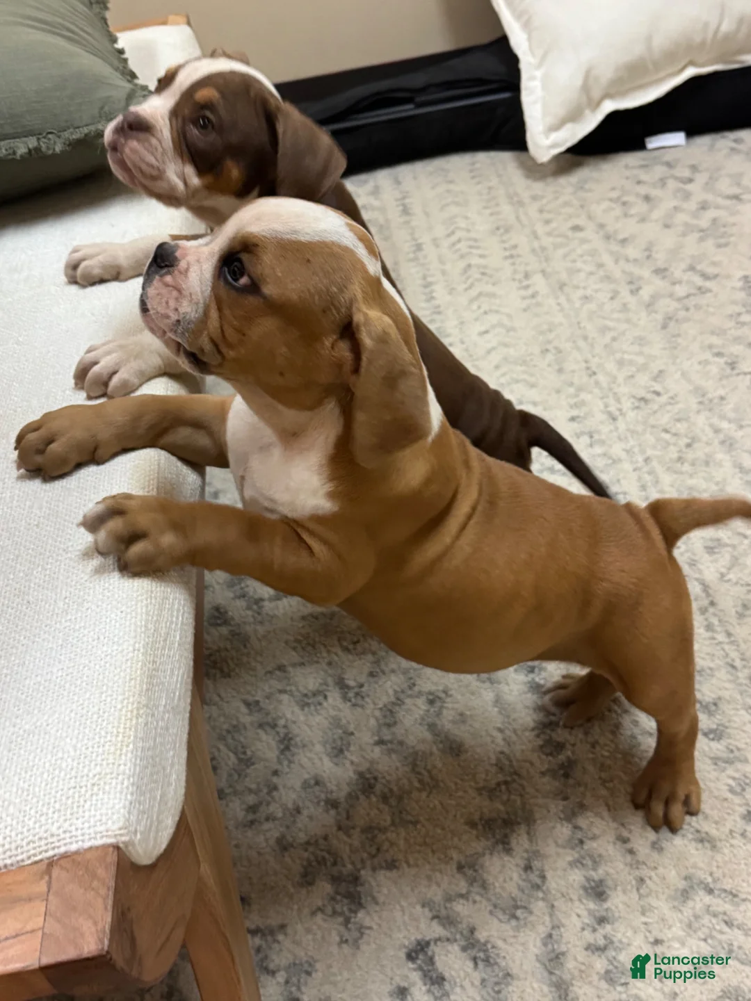American Bully dogs for sale: American Bully 2 - Ad 1