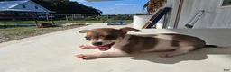 Chihuahua dogs for sale: Princess  - Ad 6