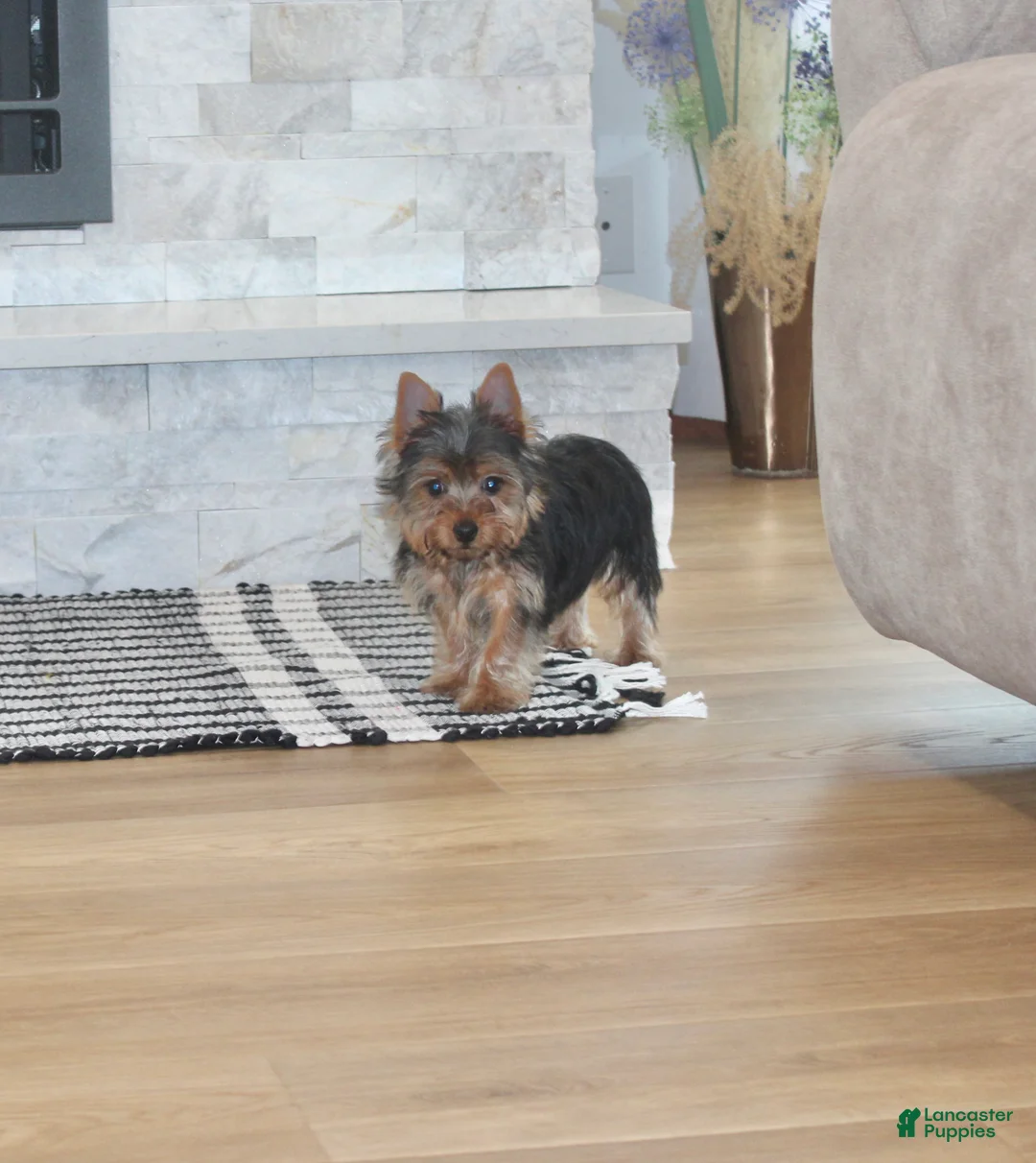 Yorkshire Terrier dogs for sale: Robot - Ad 11