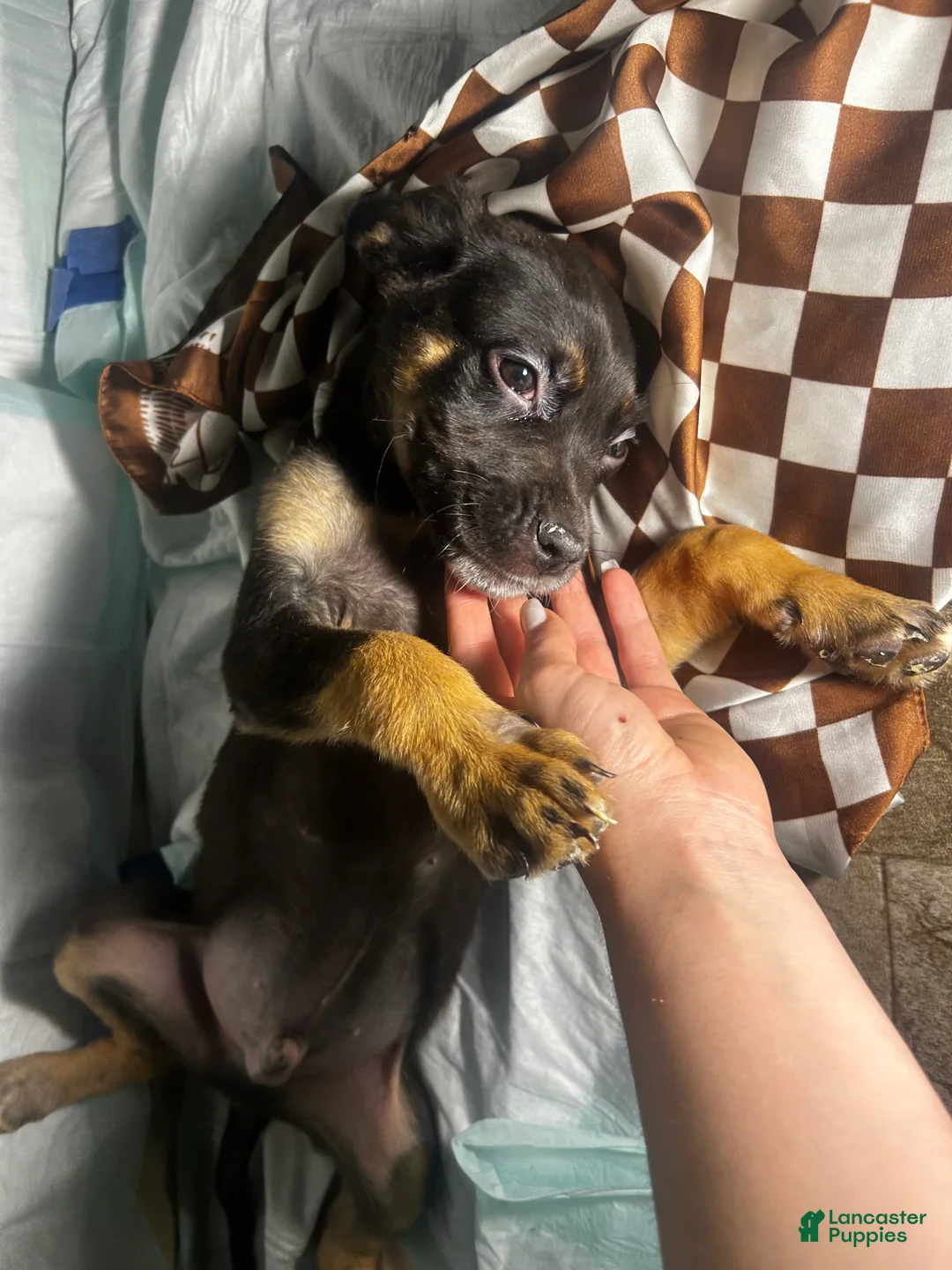 Mixed Breed dogs for sale: Mixed Breed Puppy 2 - Ad 2