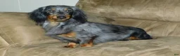 Miniature Dachshund dogs for sale: AKC Rose - Ad 9