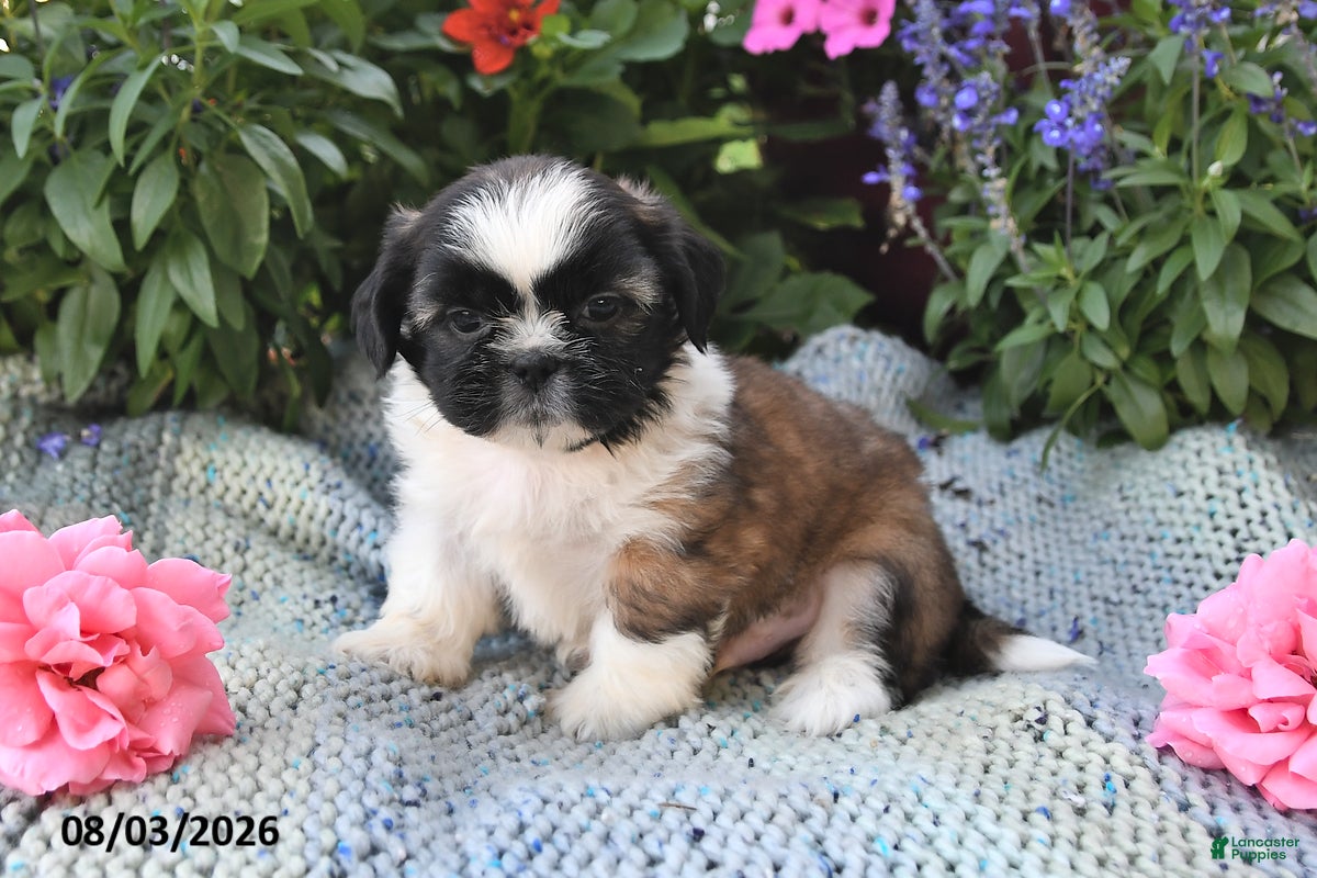 Shih Tzu dogs Toby - Ad 2