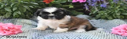 Shih Tzu dogs for sale: Toby - Ad 2