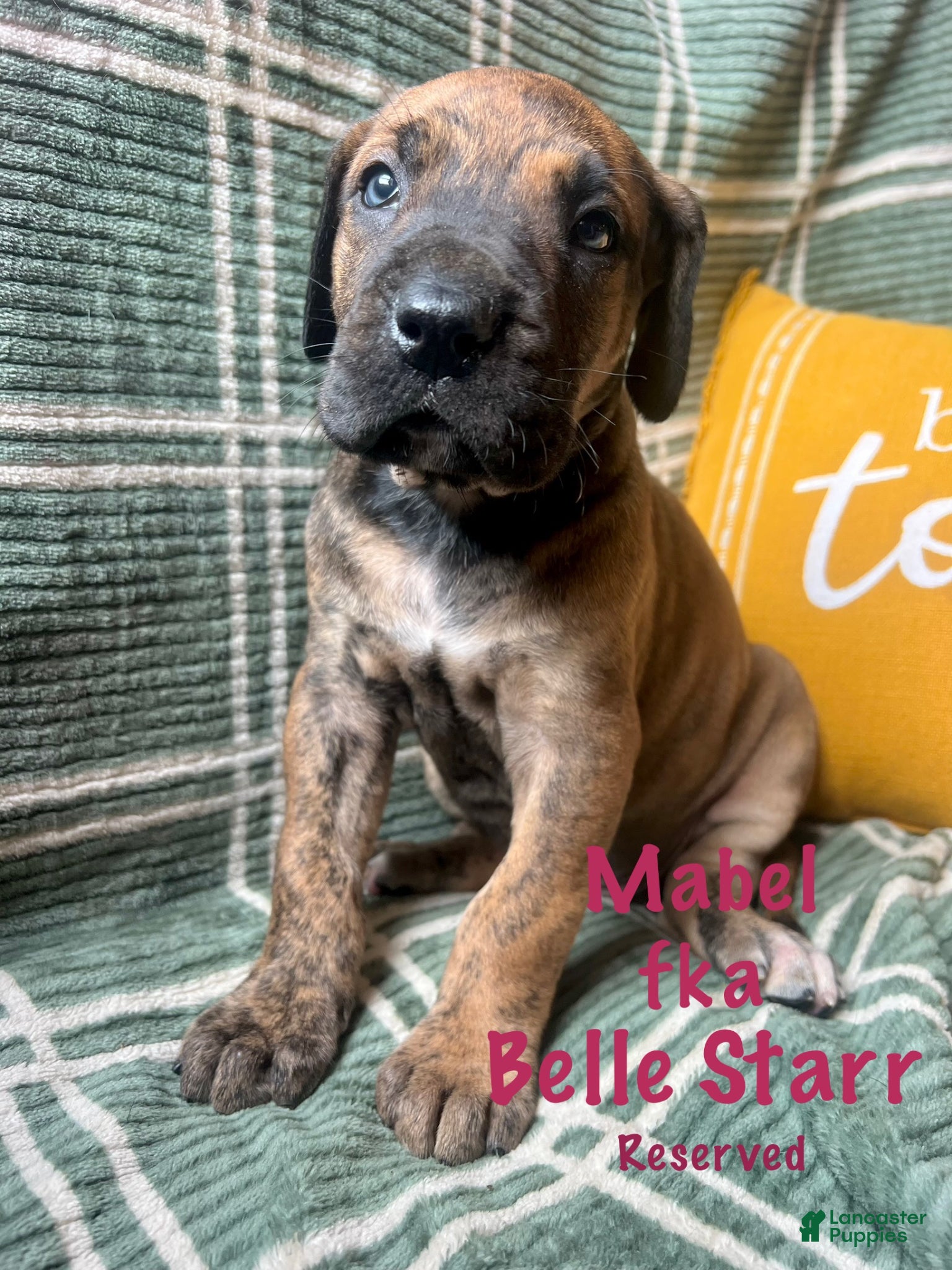 Great Dane dogs Belle Starr - Ad 22