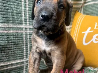 Great Dane dogs Belle Starr - Ad 37