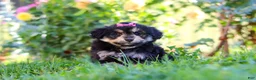 Mixed Breed dogs for sale: Autumn - Ad 7