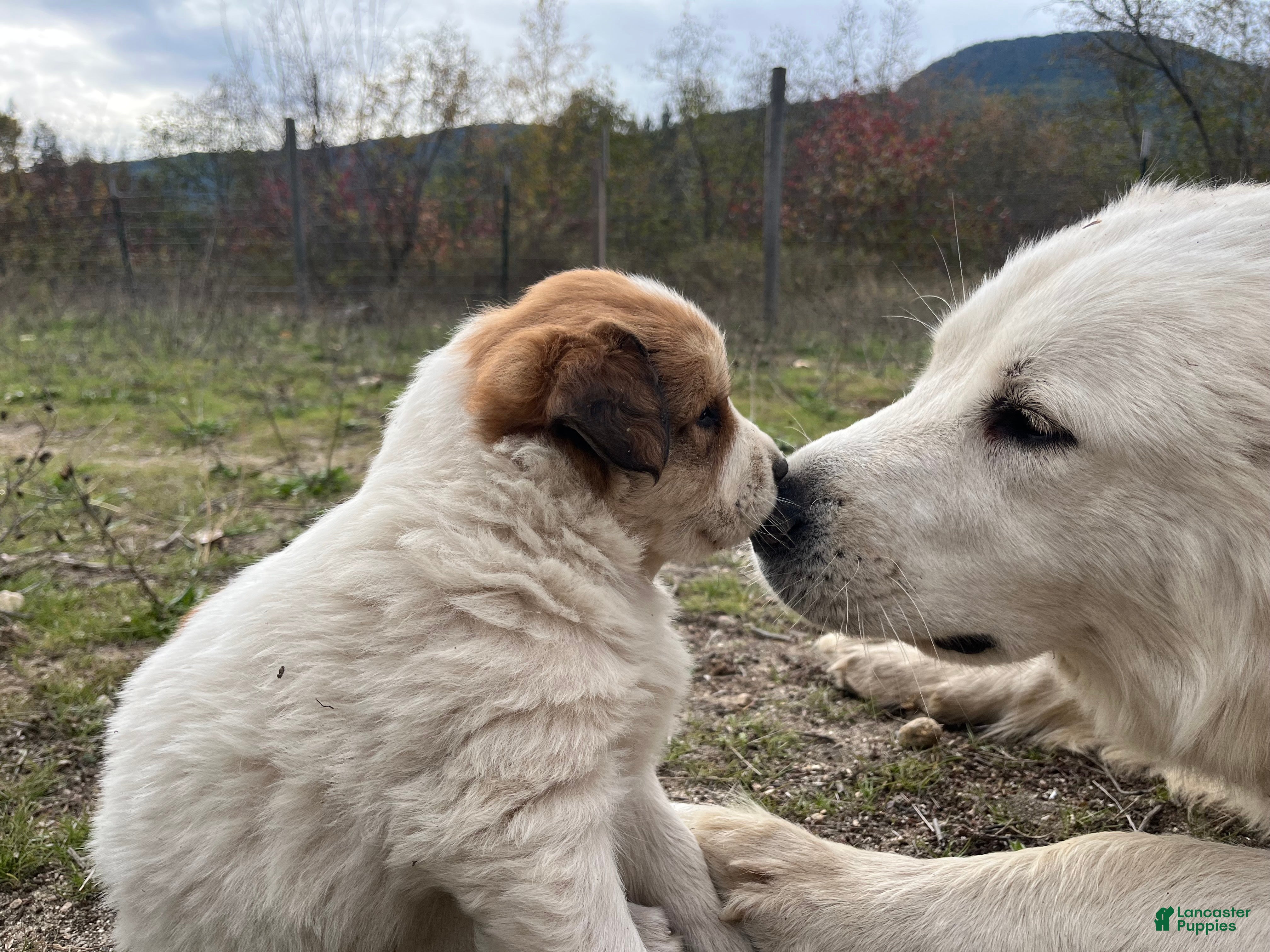 Great Pyrenees mix Puppies for sale | Lancaster Puppies