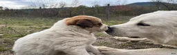 Mixed Breed dogs for sale: Stega - Ad 1