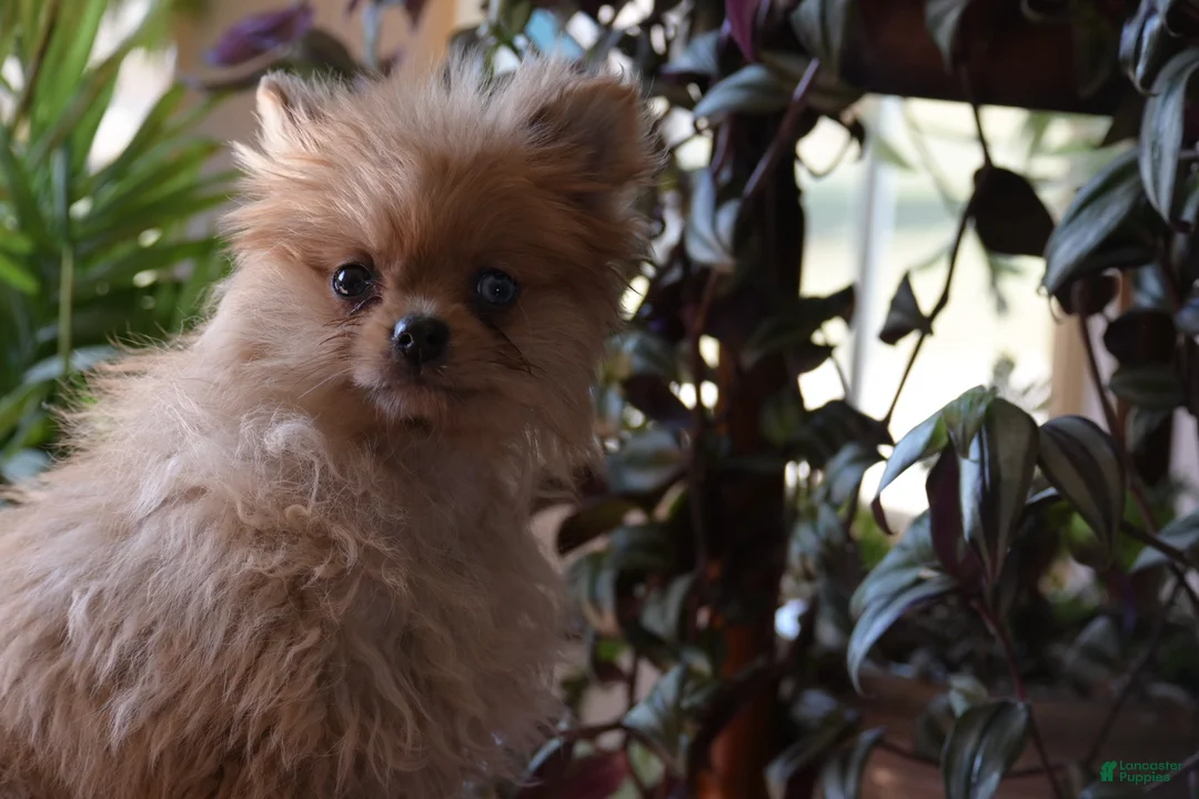Pomeranian dogs for sale: Timmy - Ad 1