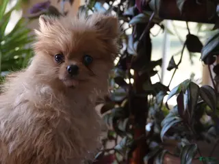 Pomeranian dogs Timmy - Ad 37