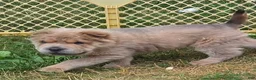 Shar Pei dogs for sale: Roman - Ad 4