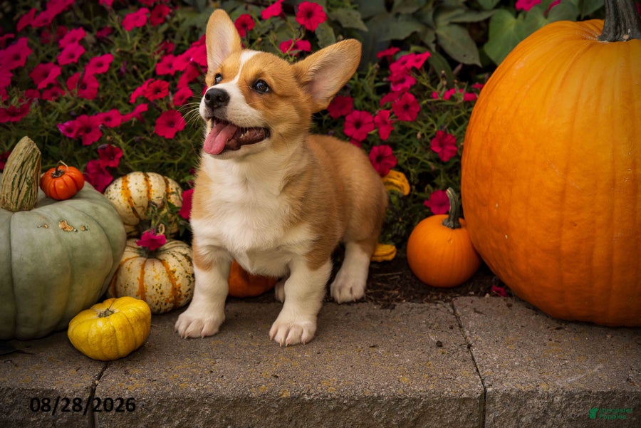 Welsh Corgi Pembroke dogs Lil Pumkin - Ad 1