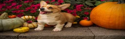 Welsh Corgi Pembroke dogs for sale: Lil Pumkin - Ad 1