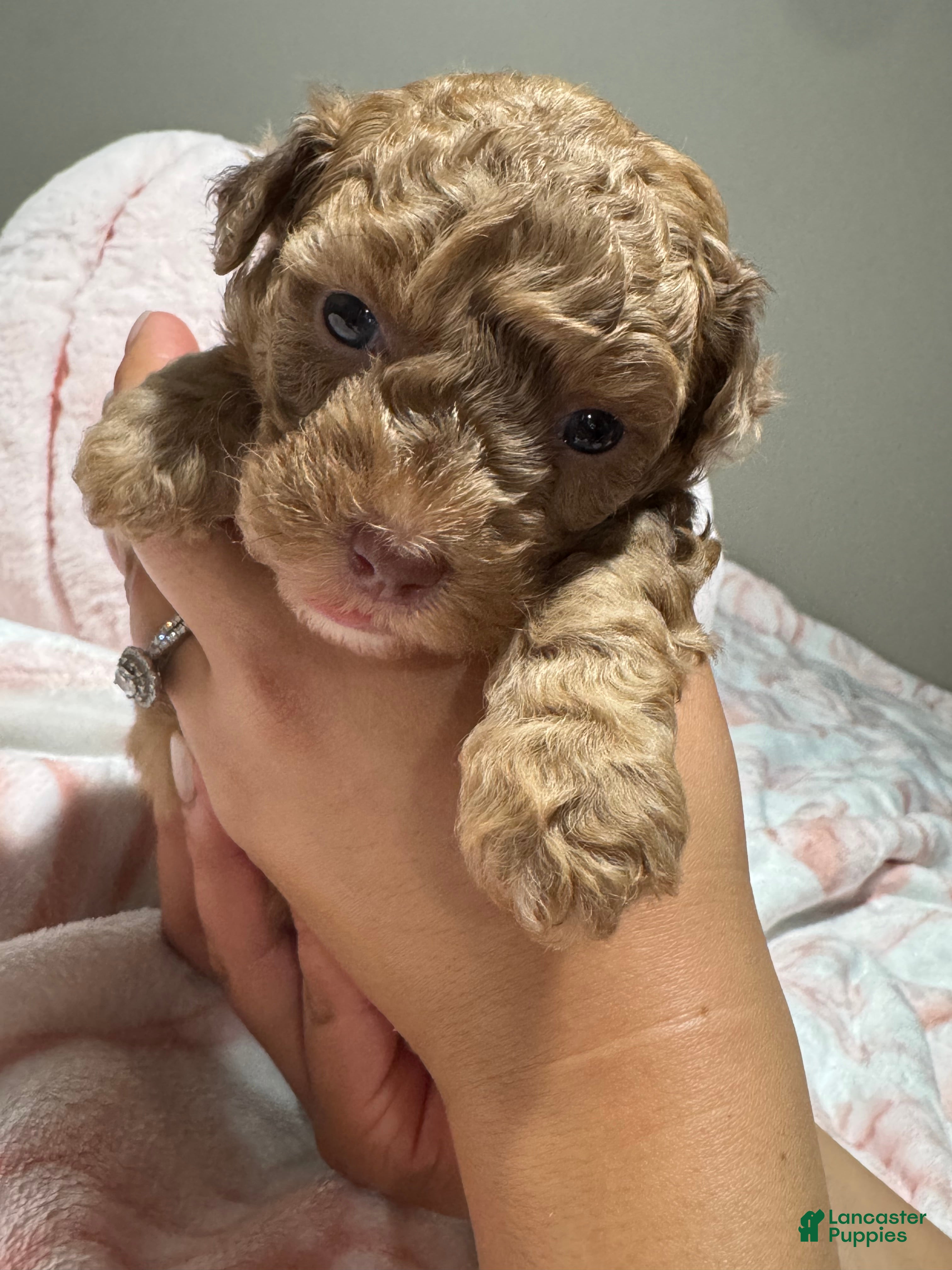 Toy Poodle dogs Lucy - Ad 35