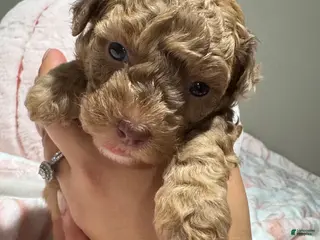Toy Poodle dogs Lucy - Ad 10