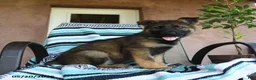 German Shepherd dogs for sale: Gunther - Ad 2