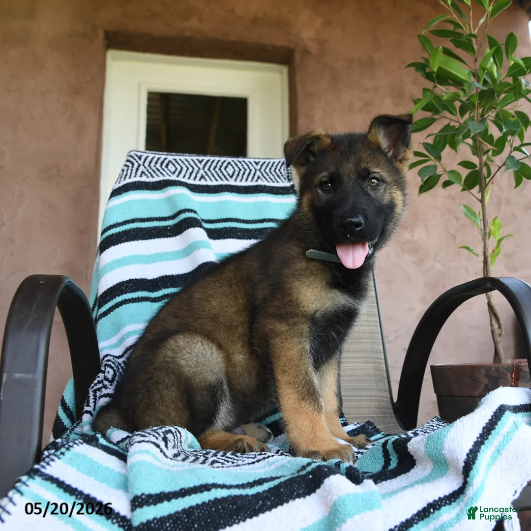 German Shepherd dogs for sale: Gunther - Ad 2