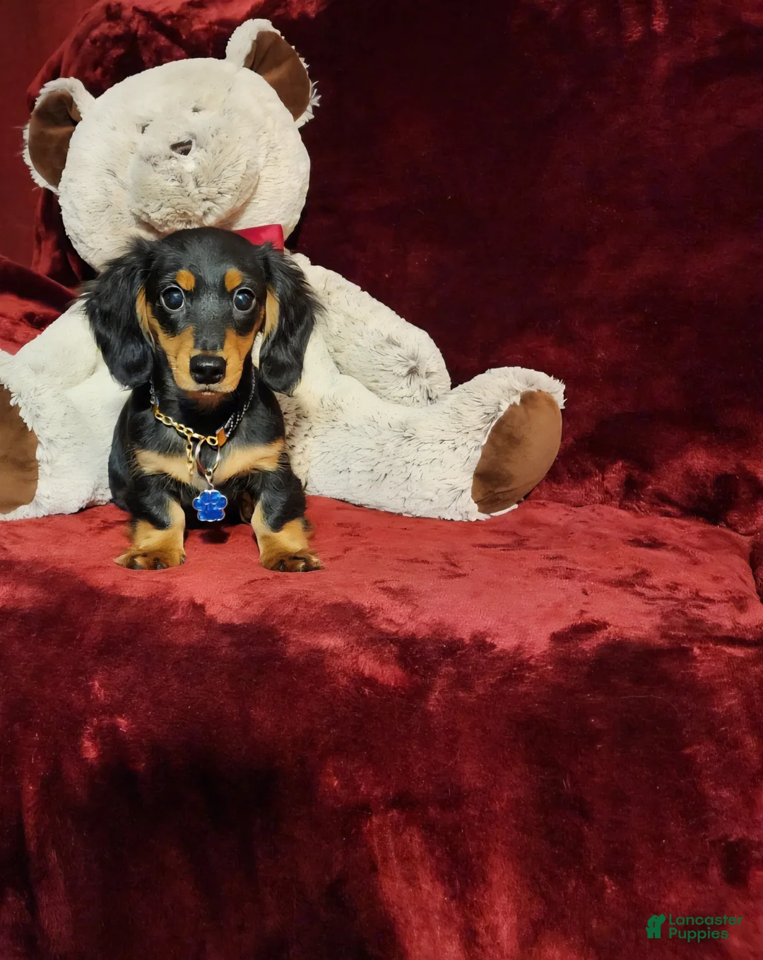 Miniature Dachshund dogs for sale: RYDER - Ad 2