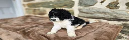 Portuguese Water Dog dogs for sale: Sampson - Ad 7