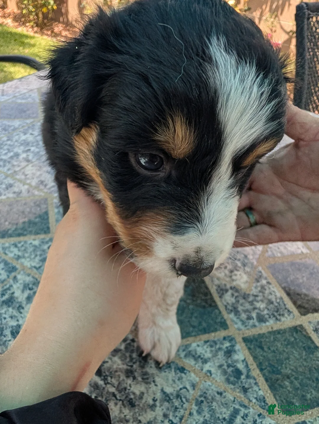 Australian Shepherd dogs for sale: Australian Shepherd Puppy 3 - Ad 2