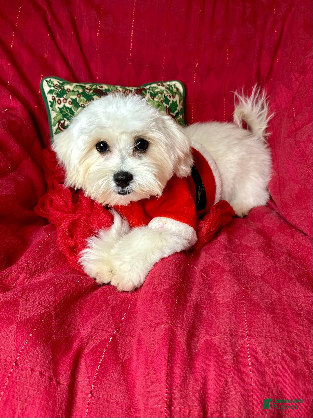 Maltese dogs for sale: Lemon - Ad 5