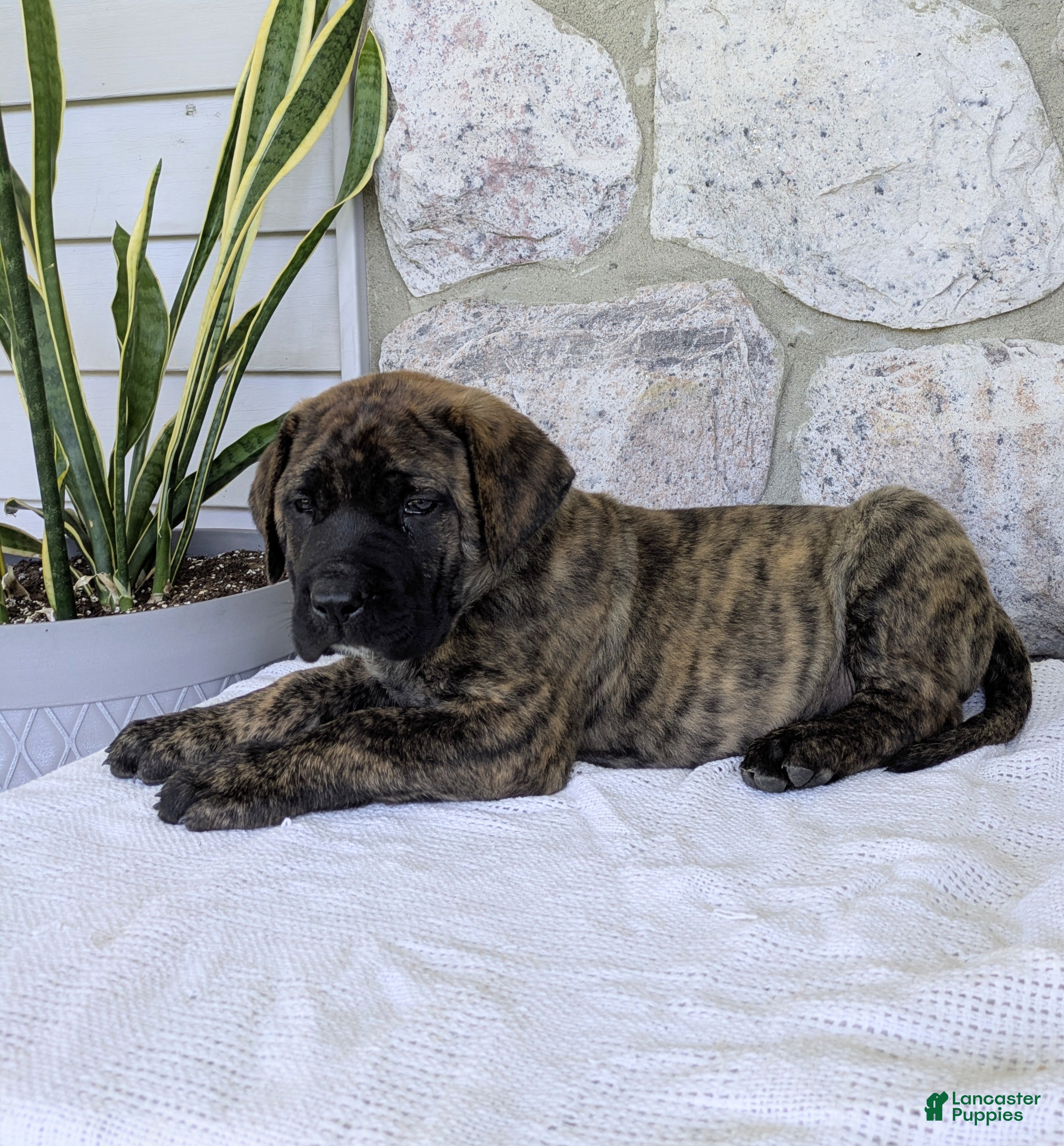 English Mastiff dogs for sale: Marlon - Ad 5