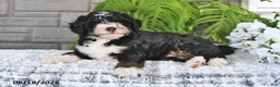 Mini Bernedoodle dogs for sale: Cindy - Ad 4