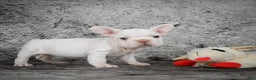 French Bulldog dogs for sale: Latte - Ad 6