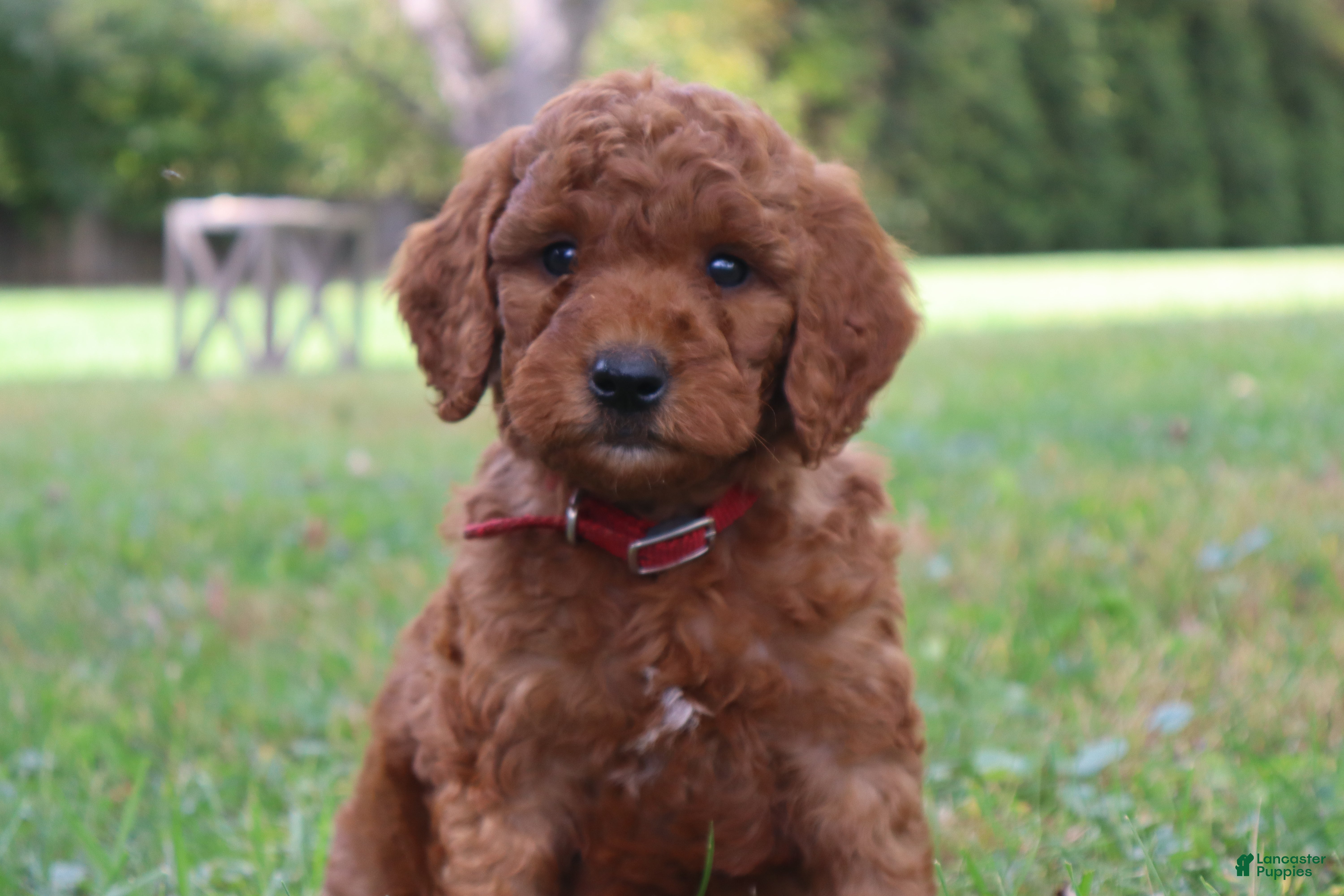 Mini Goldendoodle dogs Espresso  - Ad 1