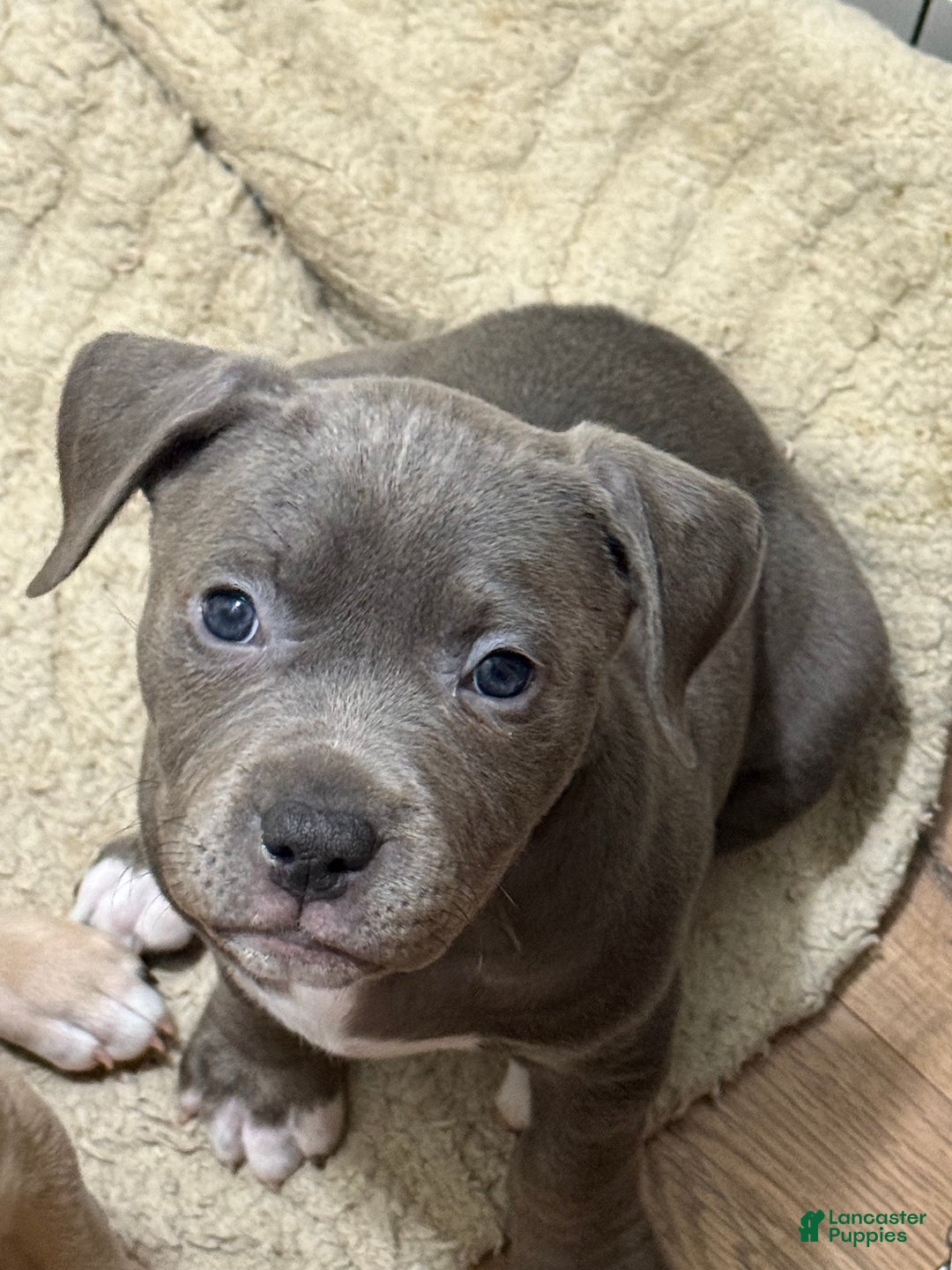 American Bully dogs for sale: American bully classic  - Ad 5
