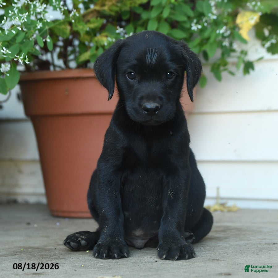 Labrador Retriever dogs Parker - Ad 1