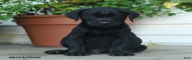 Parker