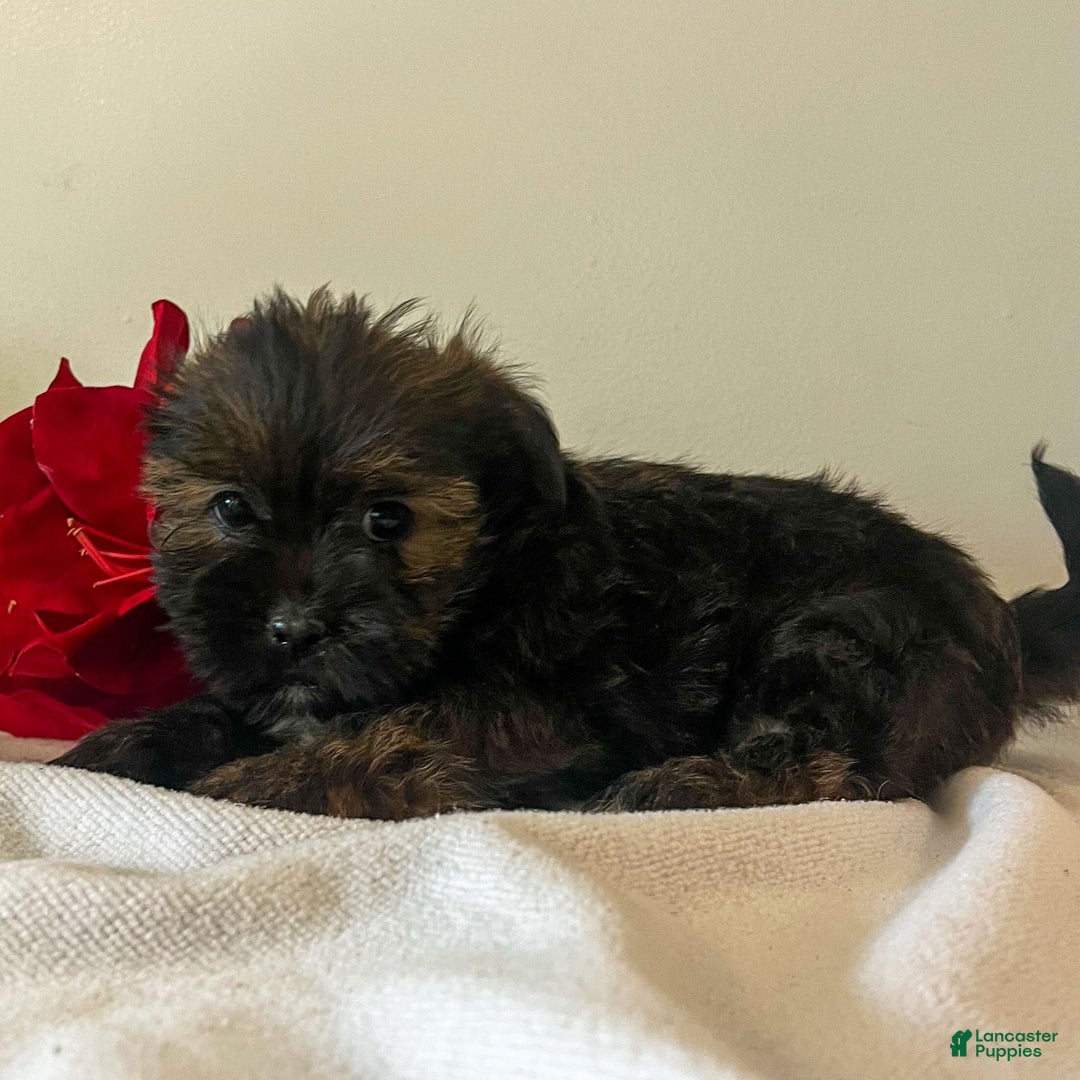 Shorkie dogs for sale: Howie - Ad 2