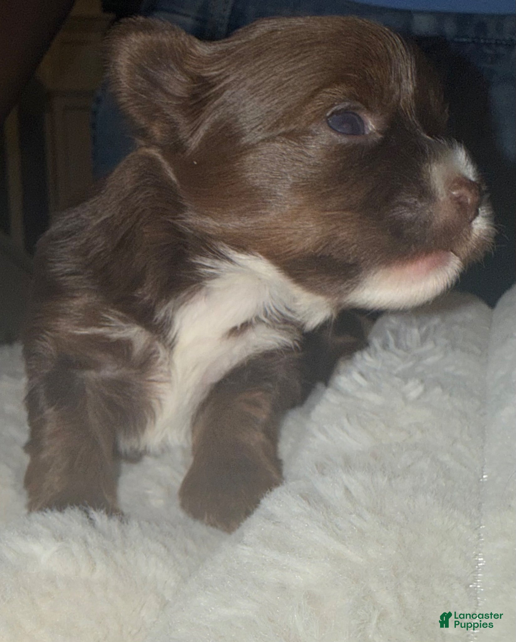 Yorkshire Terrier dogs Kisses - Ad 1