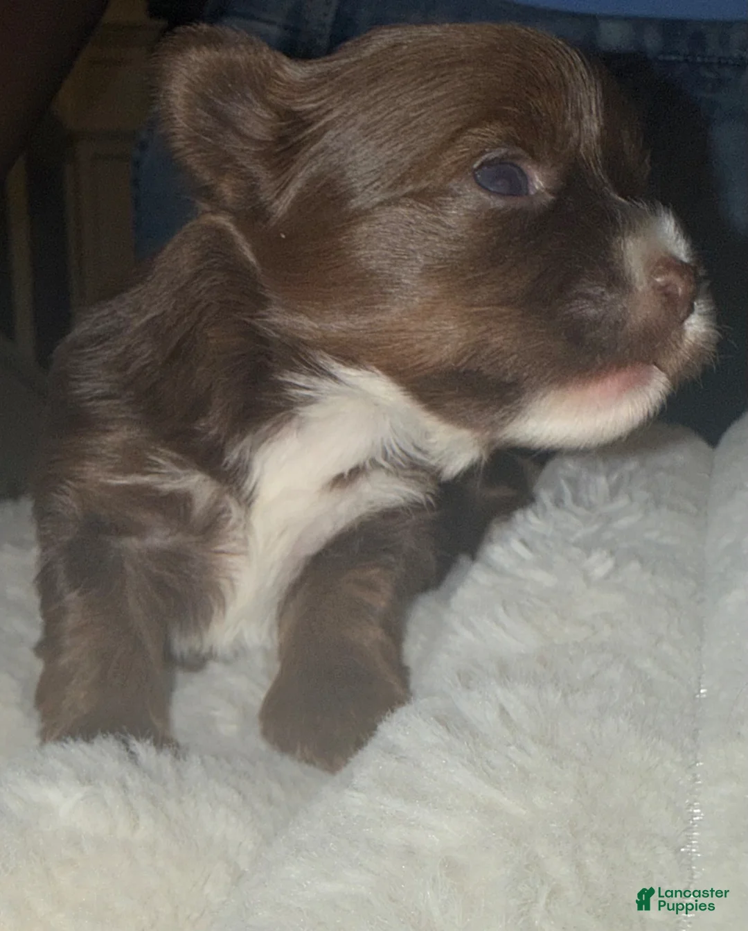 Yorkshire Terrier dogs for sale: Kisses - Ad 1