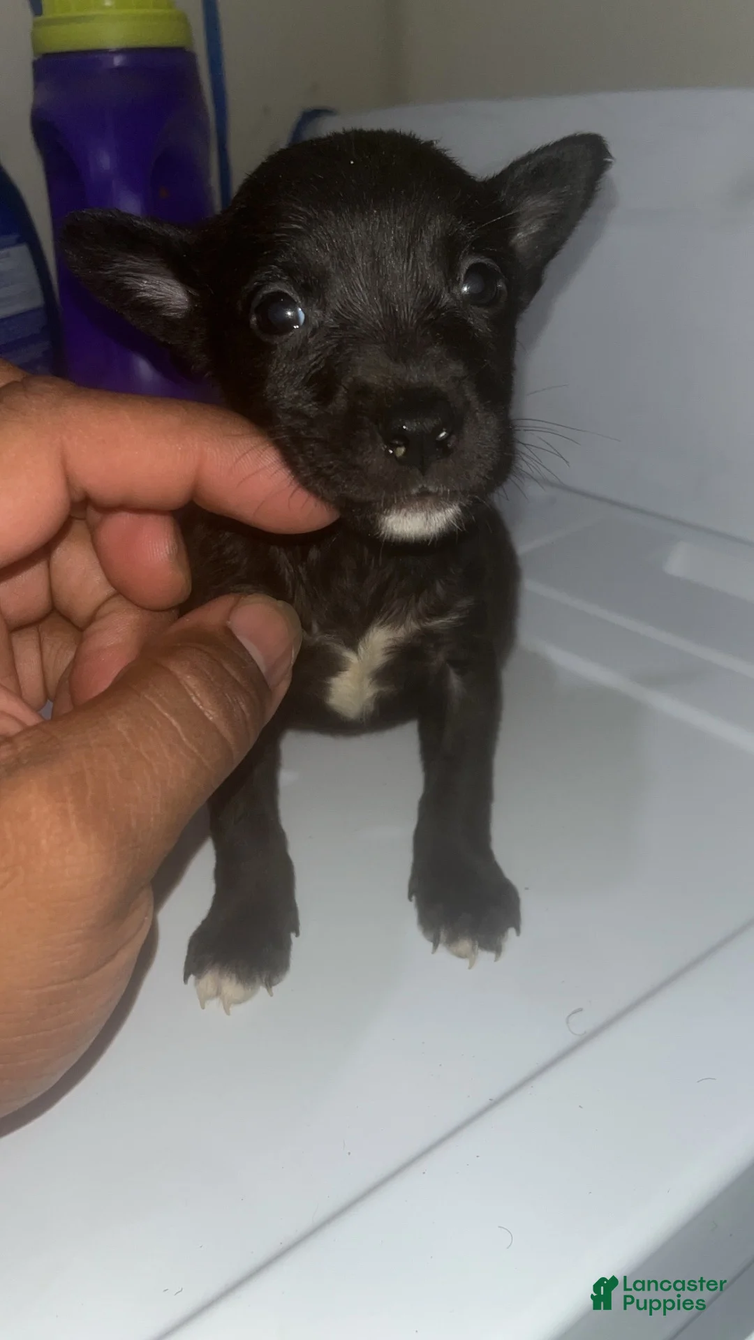 American Pit Bull Terrier dogs for sale: American Pit Bull Terrier 5 - Ad 2