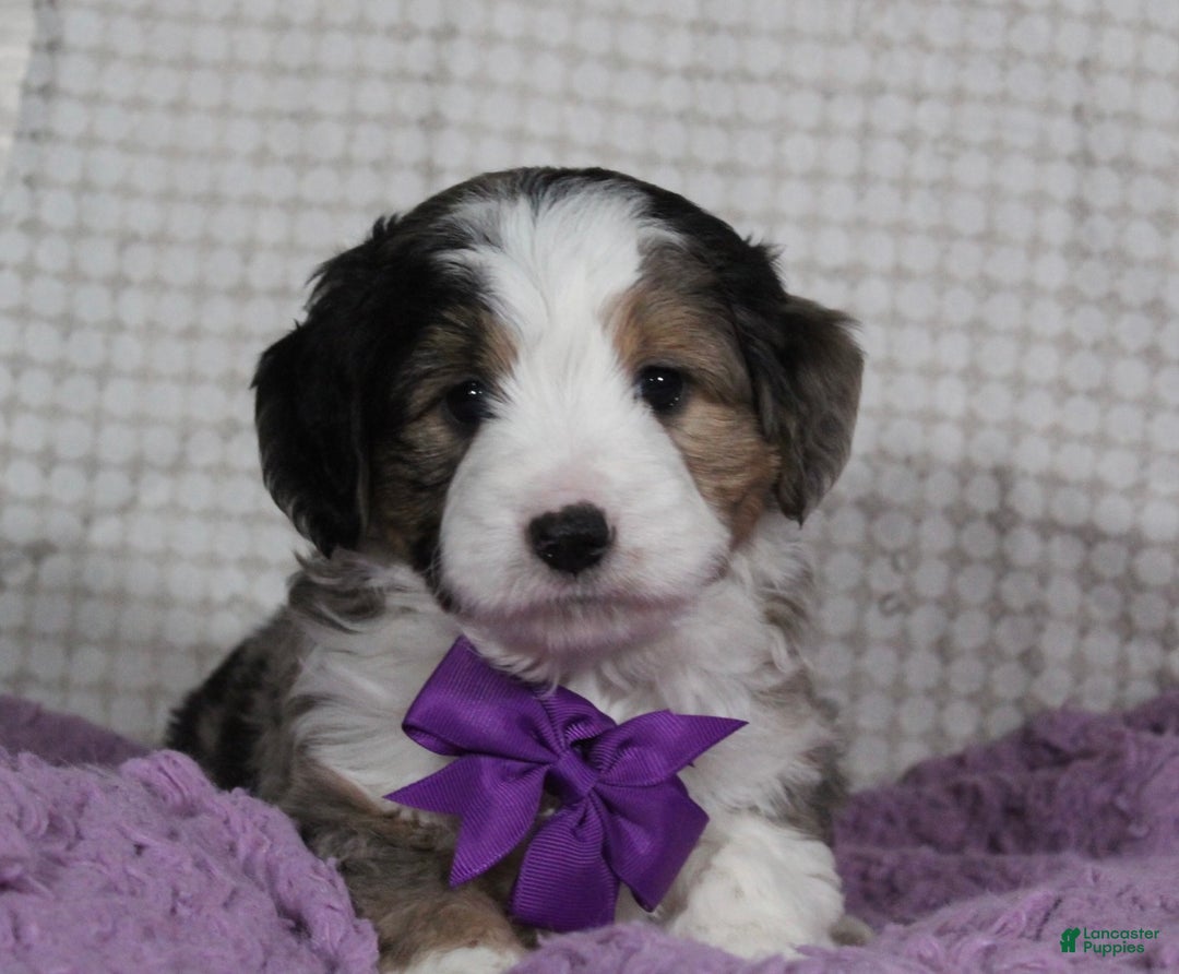 Mini Aussiedoodle dogs for sale: Odie - Ad 6
