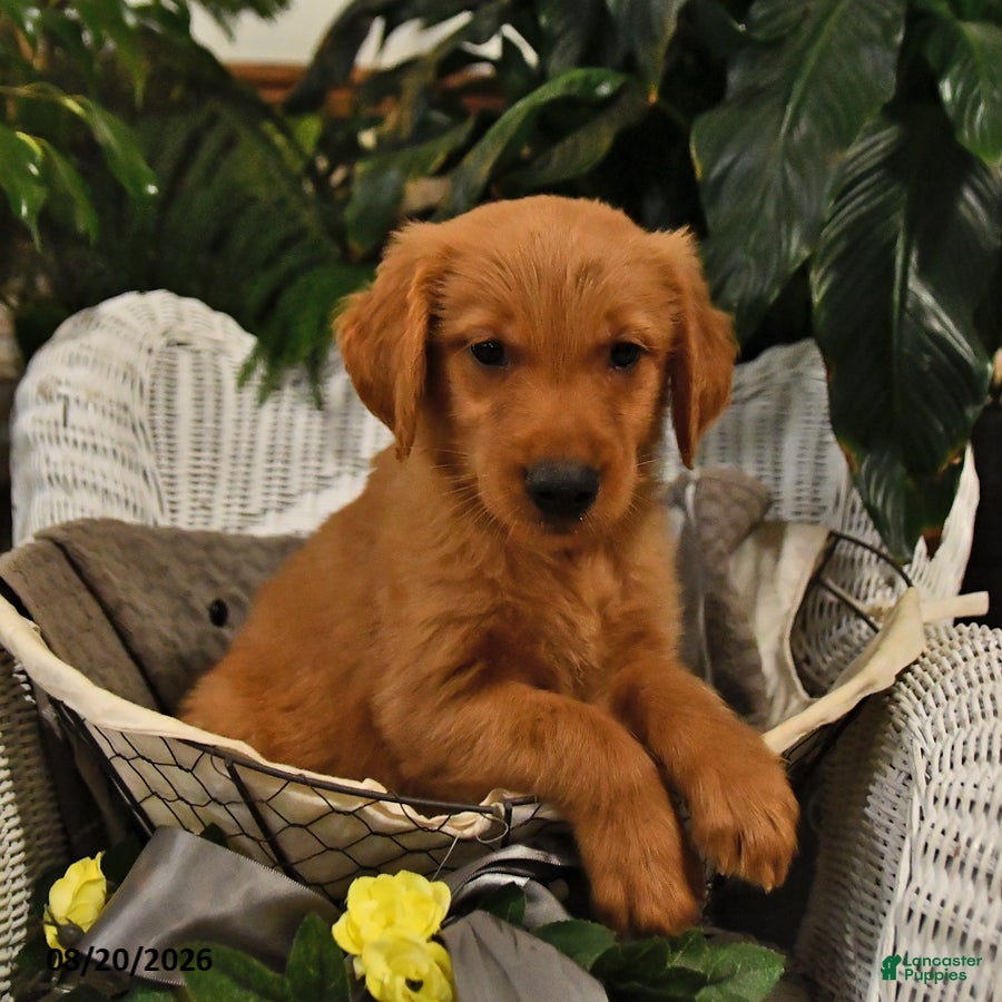 Golden Retriever dogs Bradley - Ad 2