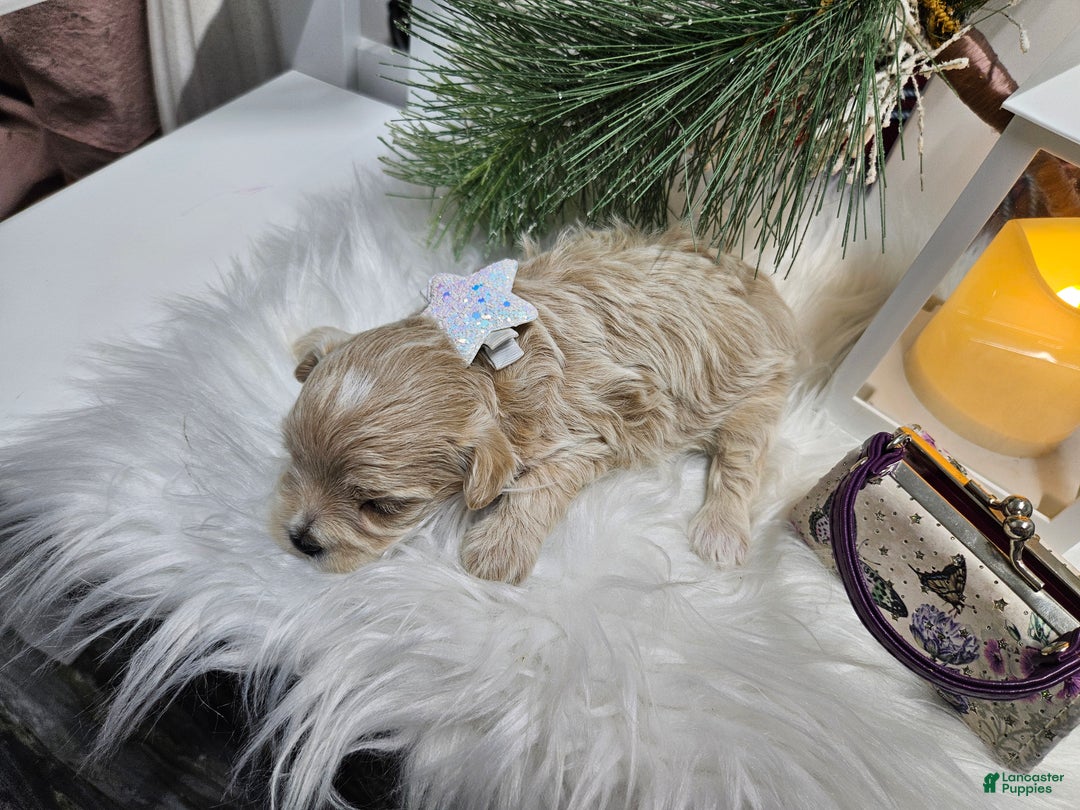 Maltipoo dogs for sale: Maltipoo Sylvian - Ad 3