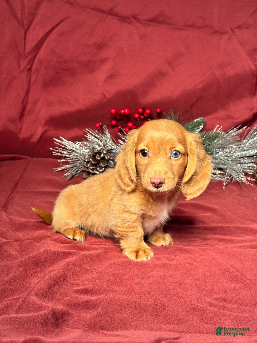 Miniature Dachshund dogs for sale: Oscar - Ad 2