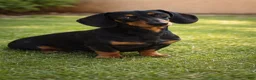 Miniature Dachshund dogs for sale: Miniature Dachshund 2 - Ad 6
