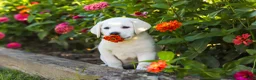 Labrador Retriever dogs for sale: Stormy - Ad 17