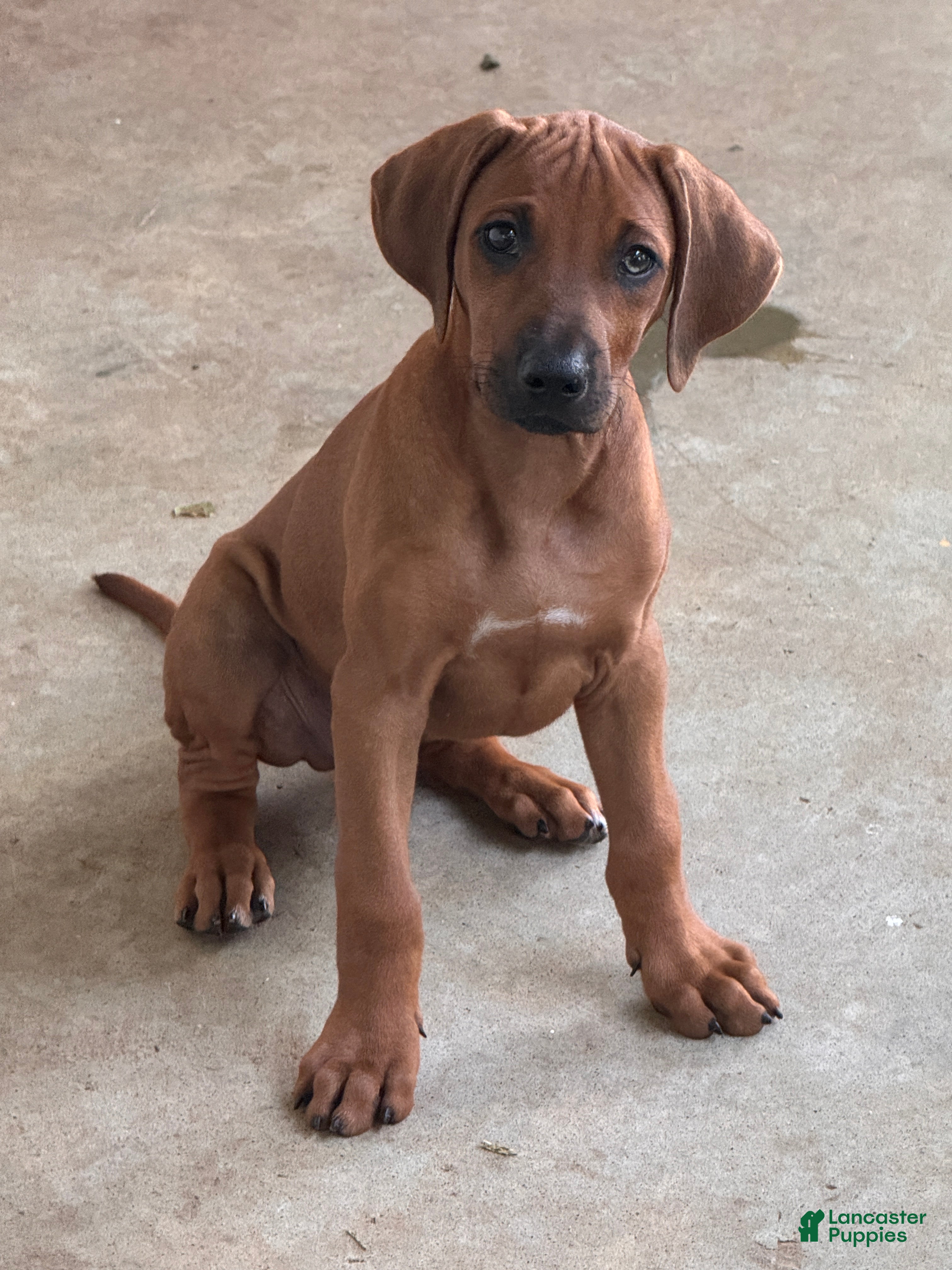 Rhodesian Ridgeback dogs Rhodesian Ridgeback Puppy 3 - Ad 2