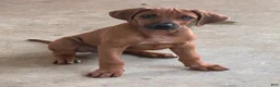 Rhodesian Ridgeback dogs for sale: Rhodesian Ridgeback Puppy 3 - Ad 2