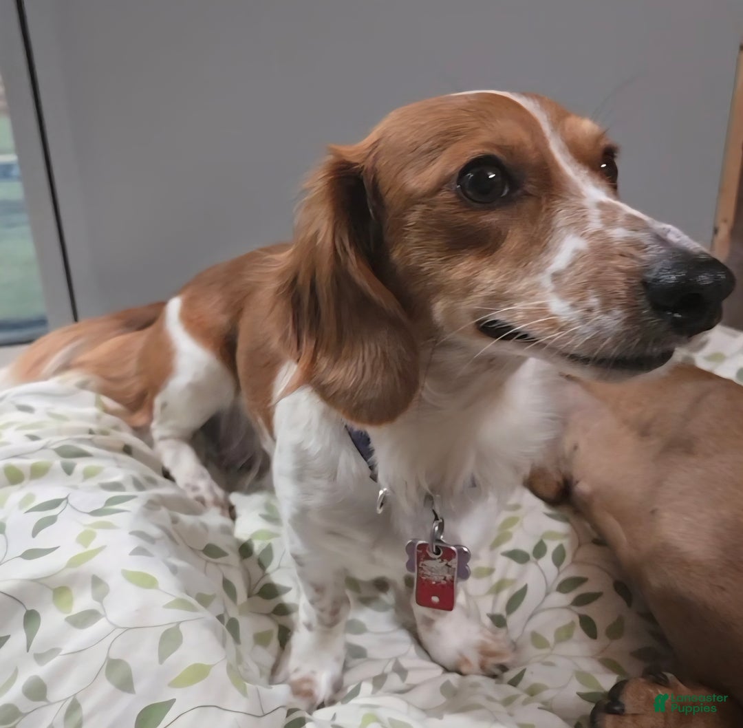 Miniature Dachshund dogs for sale: Miniature Dachshund Puppy 1 - Ad 5