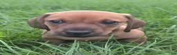 Dachshund dogs for sale: Louie - Ad 4